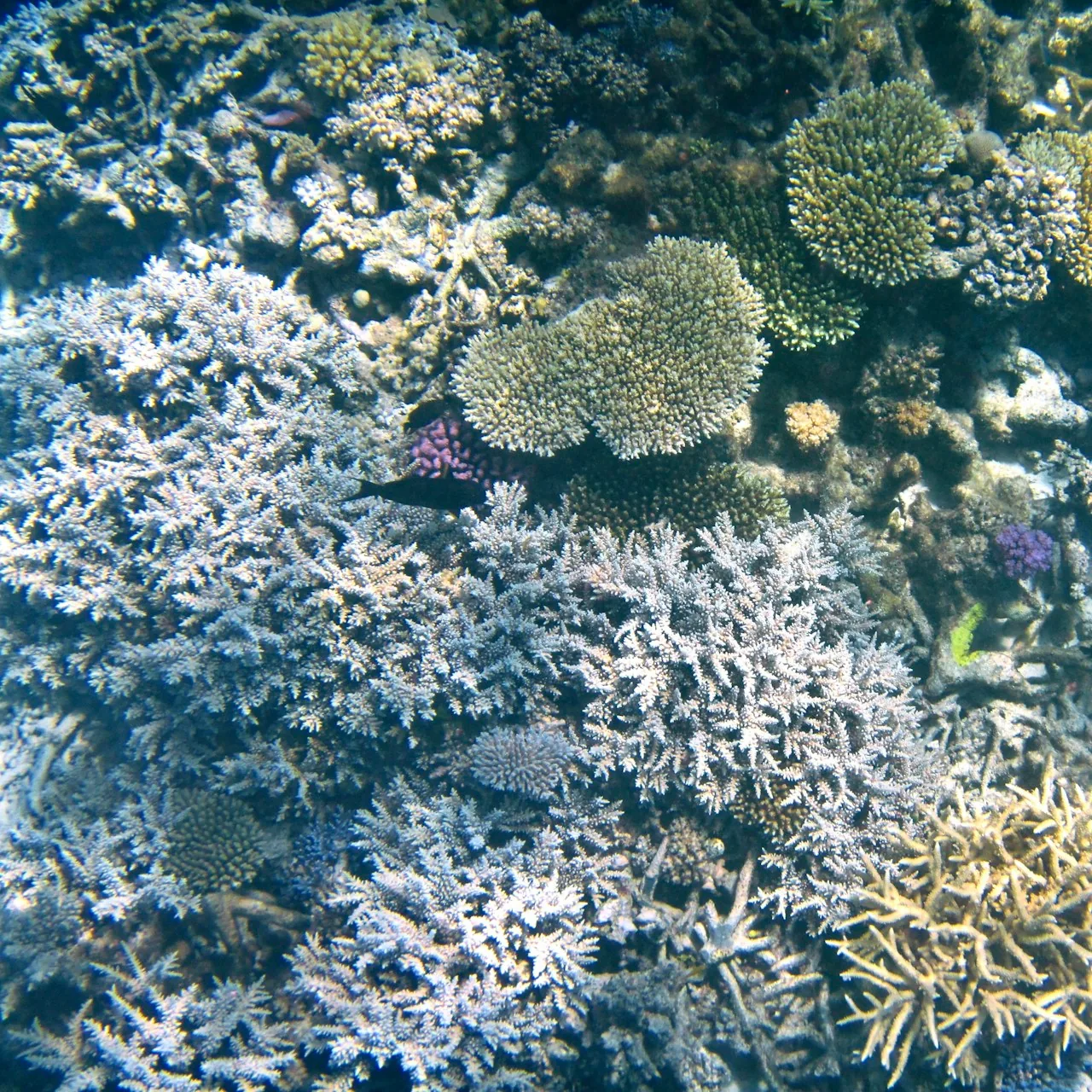 Coral reef ecosystem